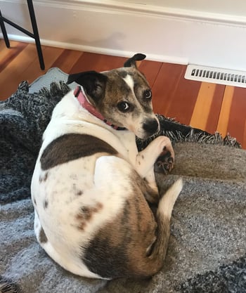 Rebecca's dog Ella in her home office